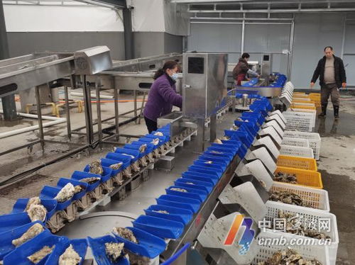 宁波人有自己的专业生蚝清洗加工厂了